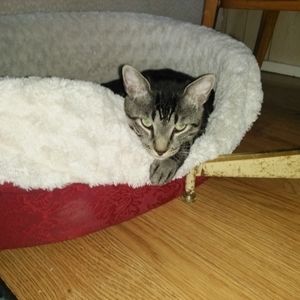 Meet your Posher, Diane